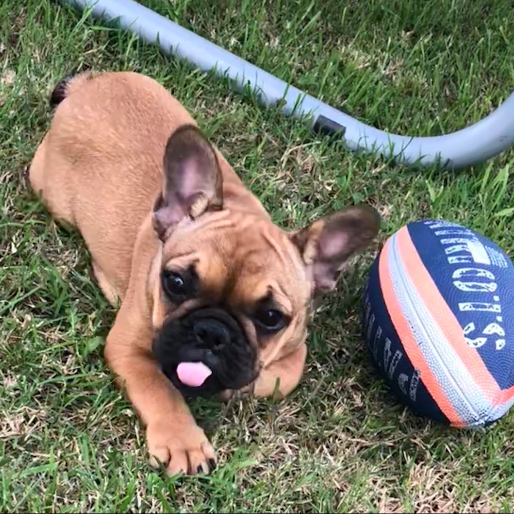 Meet Boomer!